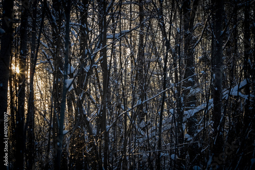 Snow forest during sunrise; Bright rays of the sun cut through frozen branches and tree trunks