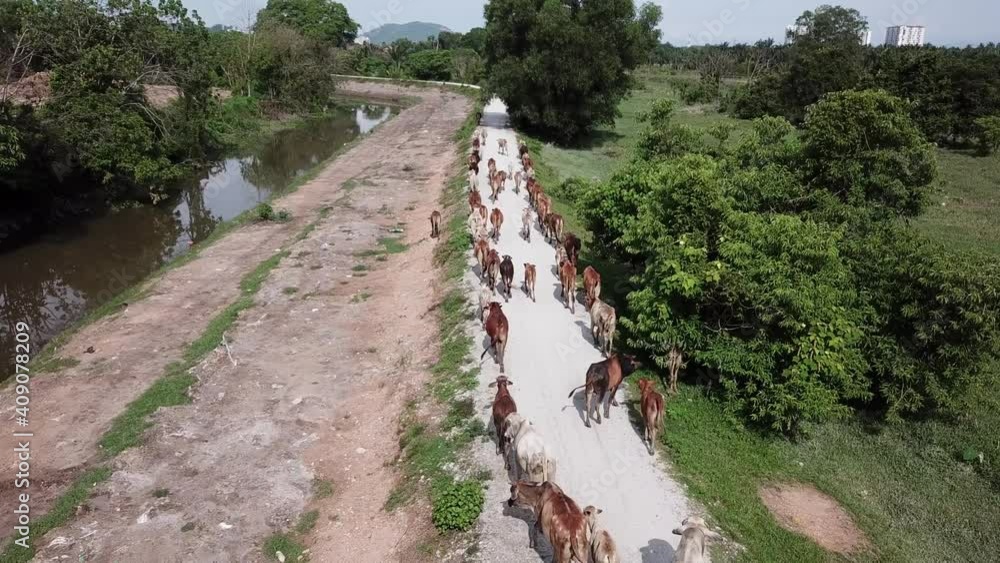 Group of cows walk in a row at meadow farm. Group of cows walk in a row at meadow farm.