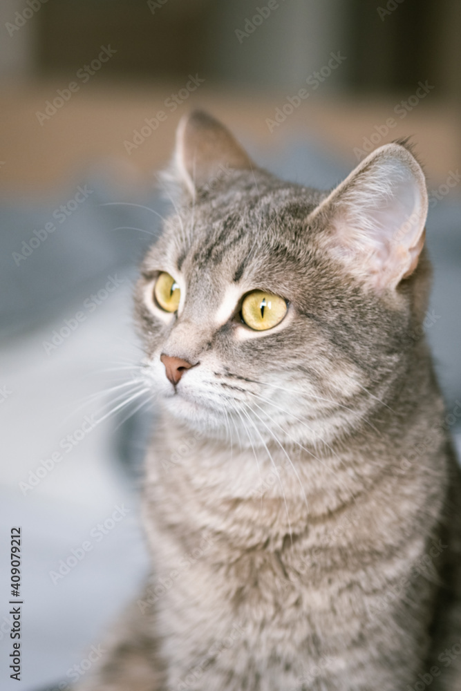 A striped gray cat with yellow eyes. A domestic cat sits on gray bed. The cat in the home interior. Image for veterinary clinics, sites about cats.