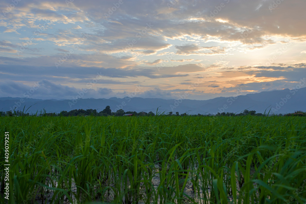 Rice fields in chiang mai Rice fields in chiang mai