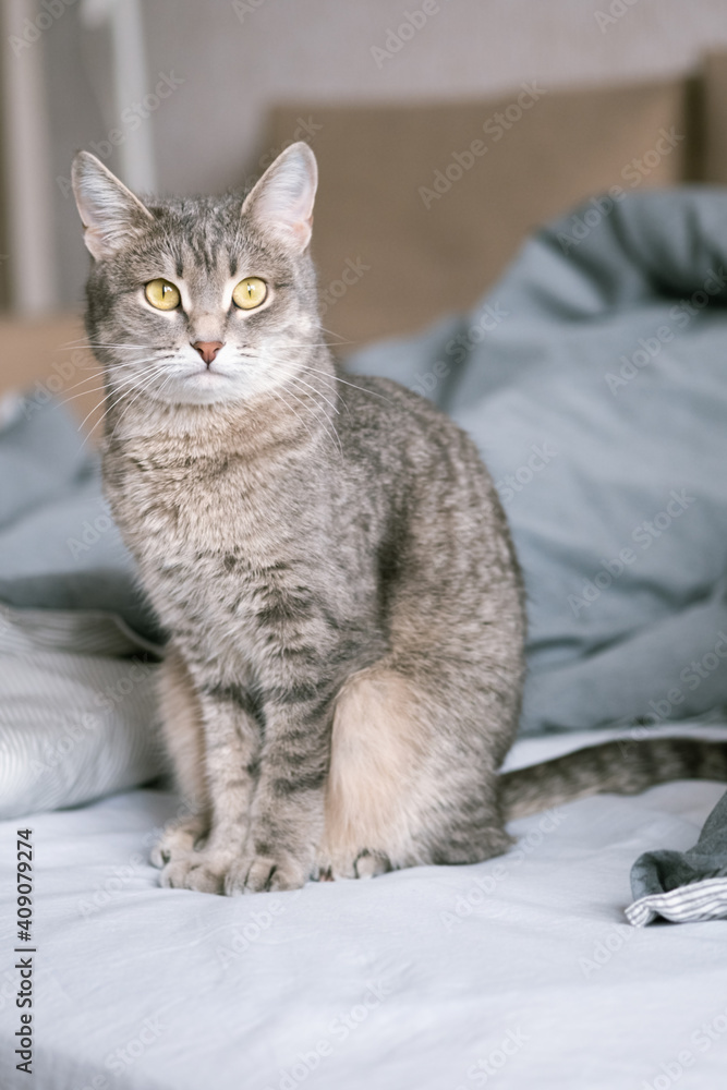 A striped gray cat with yellow eyes. A domestic cat sits on gray bed. The cat in the home interior. Image for veterinary clinics, sites about cats. A striped gray cat with yellow eyes. A domestic cat sits on gray bed. The cat in the home interior. Image for veterinary clinics, sites about cats.