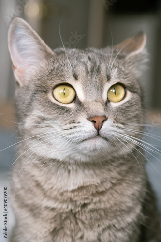 A striped gray cat with yellow eyes. A domestic cat sits on gray bed. The cat in the home interior. Image for veterinary clinics, sites about cats. © kseniaso