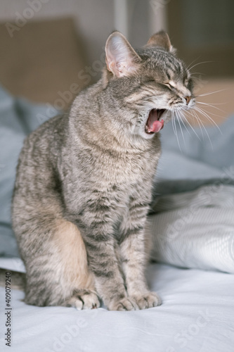 A striped gray cat with yellow eyes. A domestic cat sits and yawns on gray bed. The cat in the home interior. Image for veterinary clinics, sites about cats.