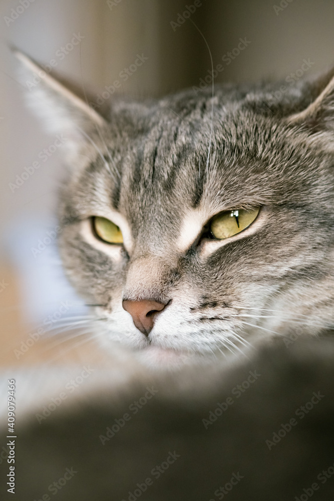 A striped gray cat with yellow eyes. A domestic cat lies in bed on the bed. The cat in the home interior. Image for veterinary clinics, sites about cats. A striped gray cat with yellow eyes. A domestic cat lies in bed on the bed. The cat in the home interior. Image for veterinary clinics, sites about cats.