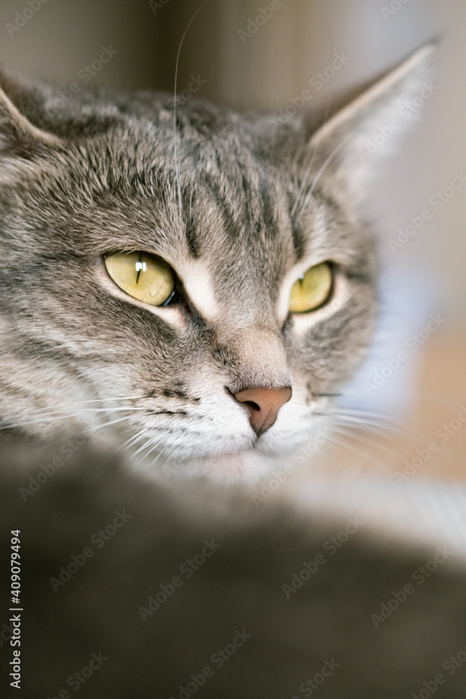 A striped gray cat with yellow eyes. A domestic cat lies in bed on the bed. The cat in the home interior. Image for veterinary clinics, sites about cats.