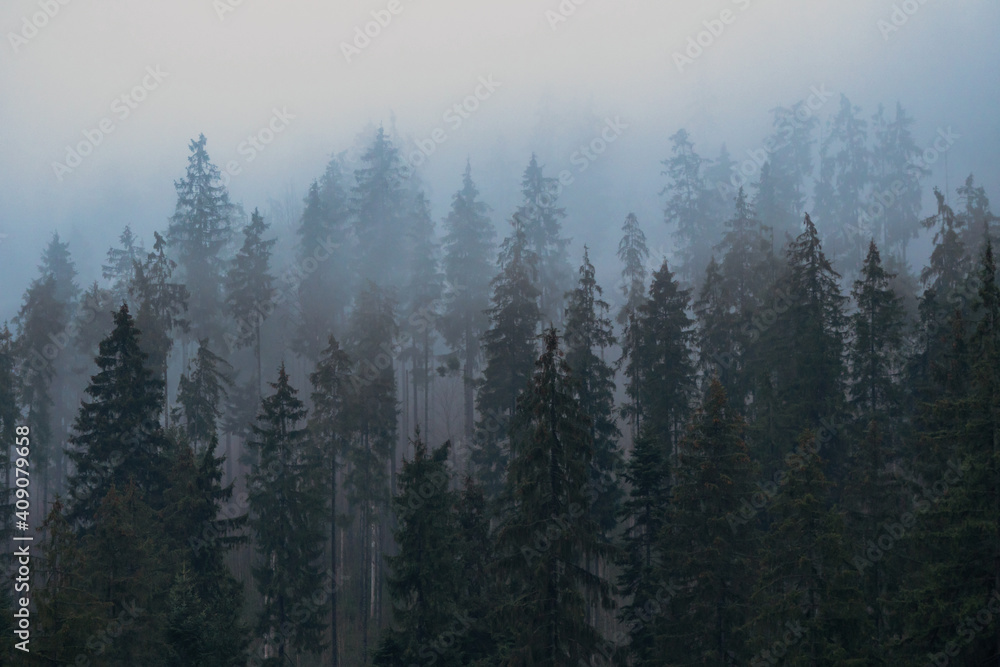 Spruce Forest on Autumn or Winter Yellow mountain hills in fog on Cloudy Weather Spruce Forest on Autumn or Winter Yellow mountain hills in fog on Cloudy Weather