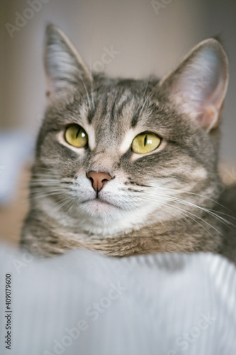 A striped gray cat with yellow eyes. A domestic cat lies in bed on the bed. The cat in the home interior. Image for veterinary clinics, sites about cats. © kseniaso