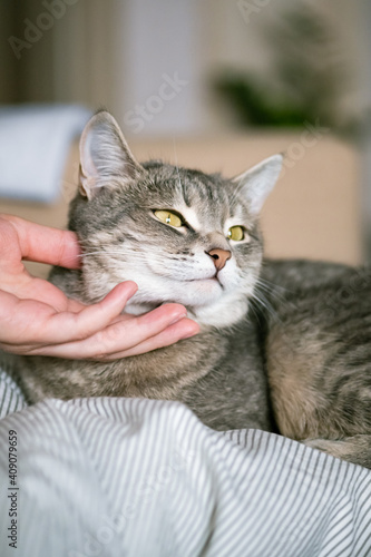 The gray striped cat lies in bed on the bed with woman's hand on a gray background. The hostess gently strokes her cat on the fur. The relationship between a cat and a person. World Pet Day.
