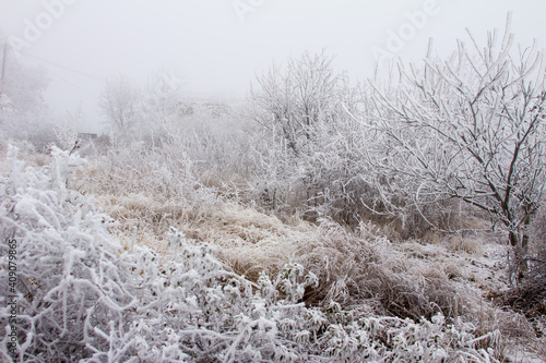 Snow-covered winter steppe during fog. Trees and grass covered with frost