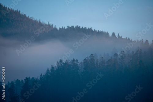 Spruce Forest on Foggy Autumn or Winter Day. Misty Mountain hills in fog on Cloudy Weather