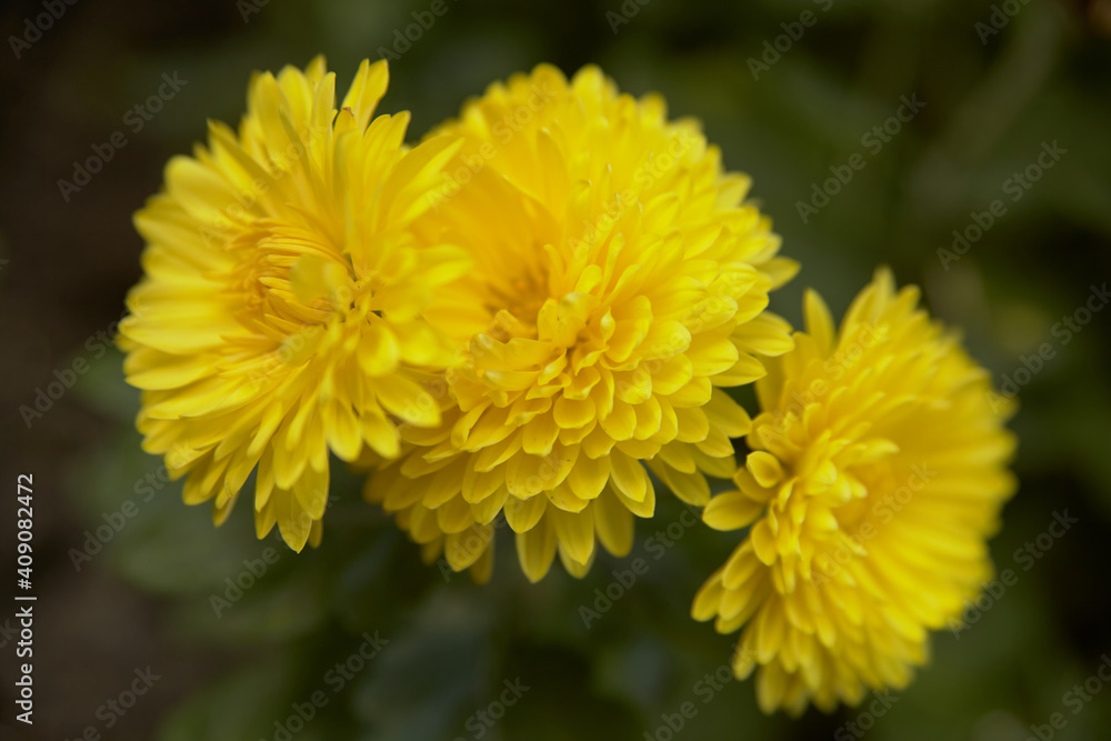 Yellow chrysanthemum flowers on a blurry green background Yellow chrysanthemum flowers on a blurry green background