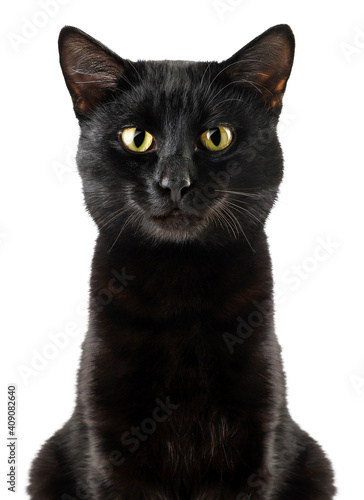 Black cat sits on a white background, full face. Isolated