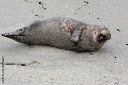 Harbor Seal Laughing Hysterically