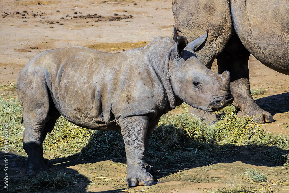 Fototapeta premium Africans Female Rhinoceros (Ceratotherium simum) with baby eating grass. South Africa.