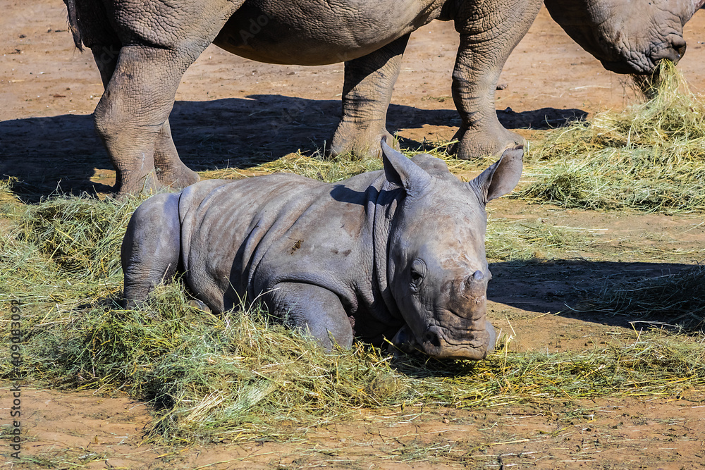 Obraz premium Africans Female Rhinoceros (Ceratotherium simum) with baby eating grass. South Africa.