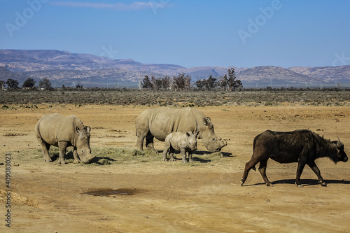 Africans Female Rhinoceros (Ceratotherium simum) with baby eating grass. South Africa.