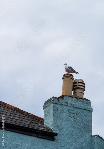 Seagull sat resting on a chimney pot on a seaside cottage in Cawsands, Cornwall. photo