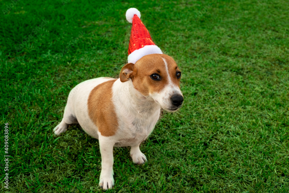 Cute Puppy Playing with his Santa Hat Cute Puppy Playing with his Santa Hat
