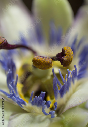 Bluecrown Passionflower stamen, extreme macro and details, botanical photo