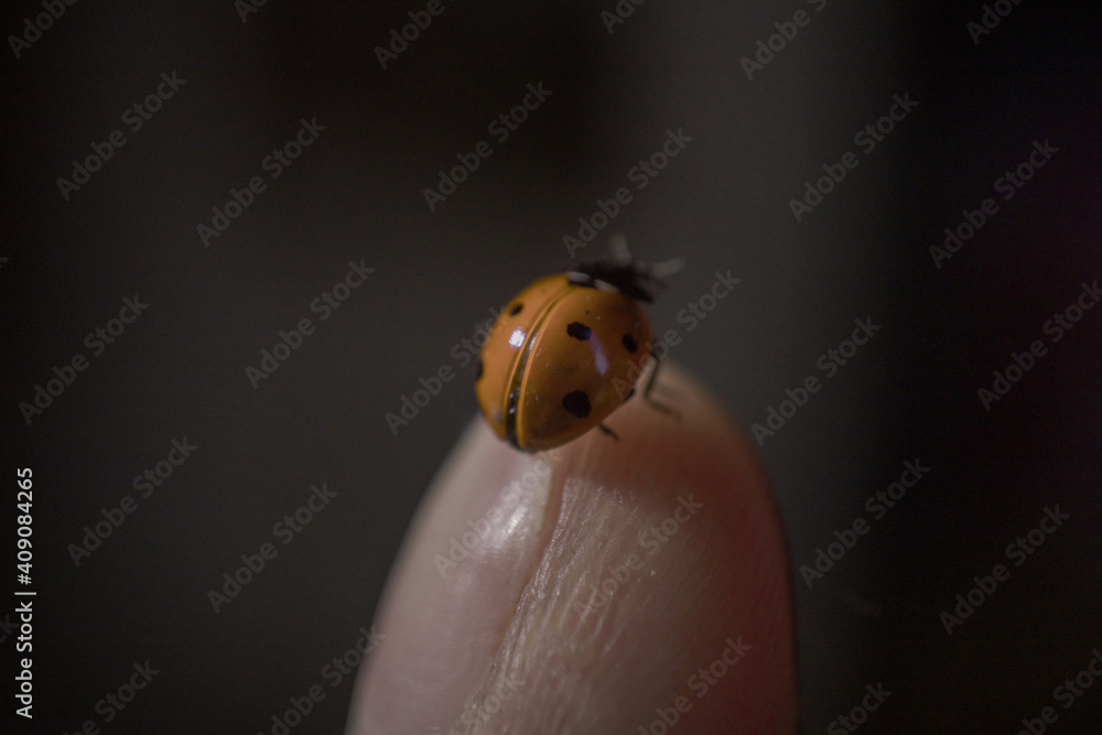 A tiny colorful lady beetle on a finger, extreme macro, coccinellid A tiny colorful lady beetle on a finger, extreme macro, coccinellid