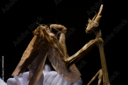 Wallpaper Mural Empusa eating a moth on a black background, mantis macro photography Torontodigital.ca