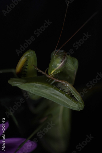 Extreme macro praying mantis cleaning her raptorial leg tibial spine