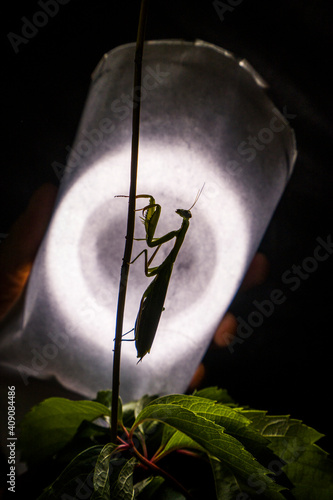 Backstage photo of a macro shooting, behind the scene, insect life photo