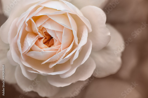 Peach rose on a brown background. Vintage beige style  muted shades