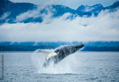 Adolescent humpack whale breaches in Alaska with snowy peaks behind photo