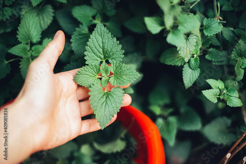 woman harvesting mint in the garden