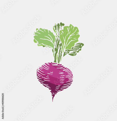 Beetroot vector