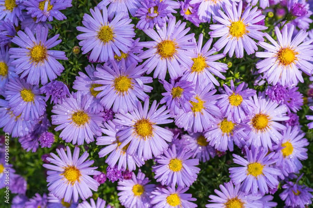 Small autumn pink chrysanthemums with water drops on a flower bed in the garden as a beautiful natural background Small autumn pink chrysanthemums with water drops on a flower bed in the garden as a beautiful natural background