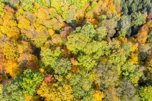 Autumn fall trees tree forest woods colorful leaves season aerial photo view background