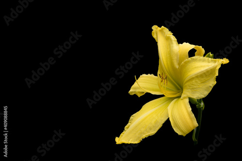 Fototapeta Naklejka Na Ścianę i Meble -  Flower of a yellow Lily. Isolated on a black background