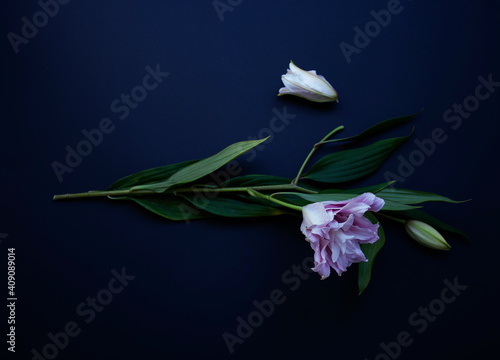 Beautiful Liliya bud was broken