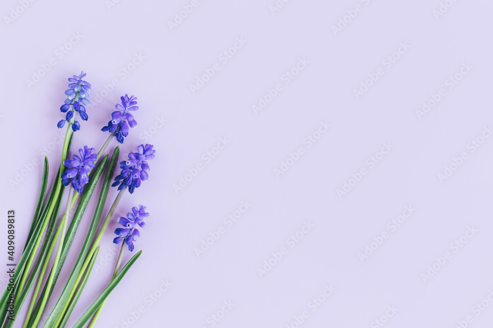 Obraz premium Beautiful Muscari flowers on a pastel violet background.
