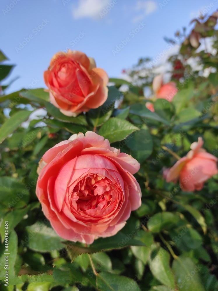beautiful red rose beautiful red rose