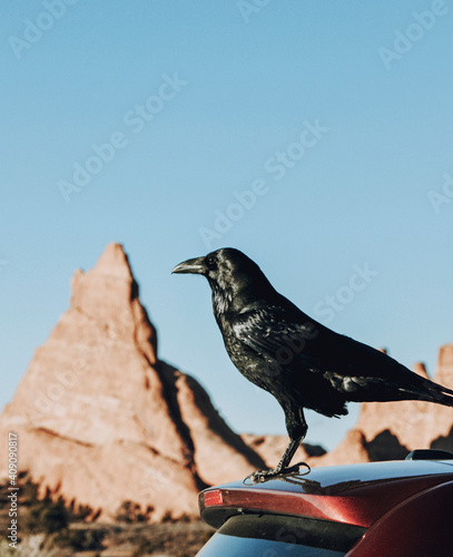 Raven or Crow stands on back of car with mountain in background, Utah photo