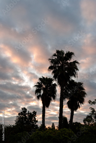 Palm trees in the morning light