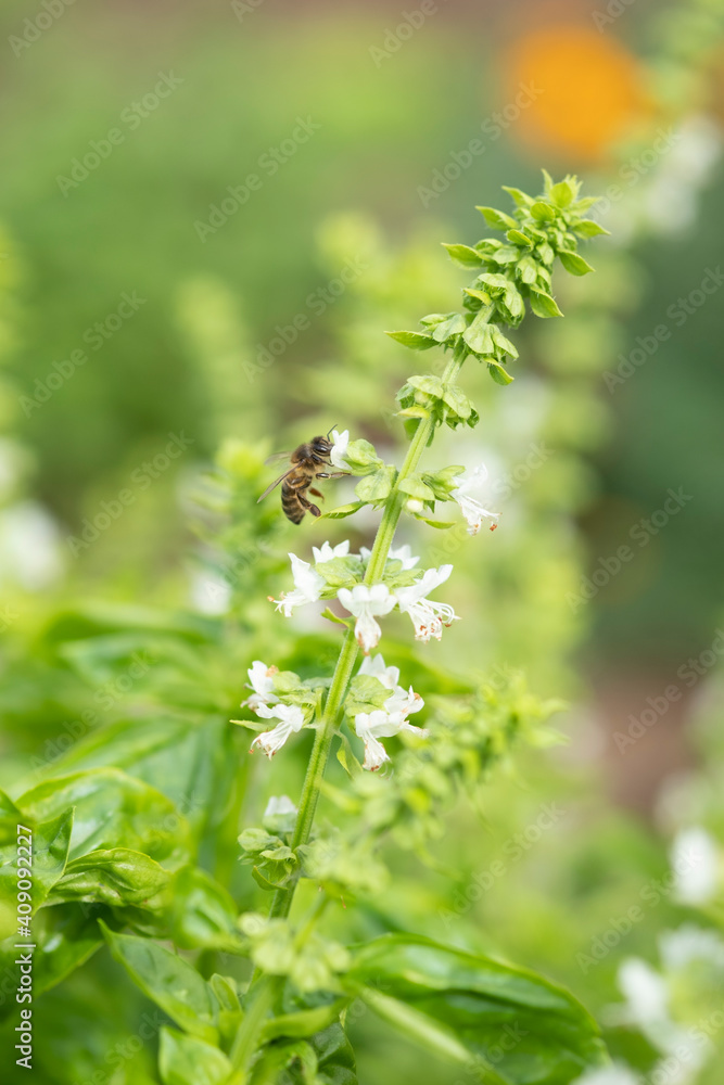 A flowers with a bee and blur background A flowers with a bee and blur background