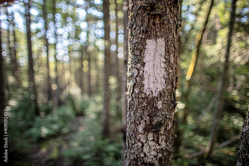 Close up of white paint trail marker on tree, Appalachian Trail, Maine