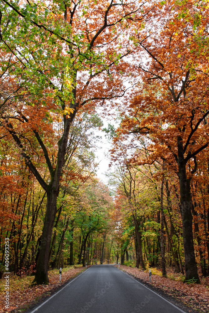 Fototapeta premium road in forest in autumn