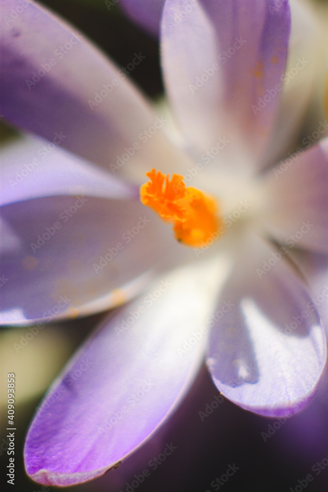 close up of purple crocus flower in the spring