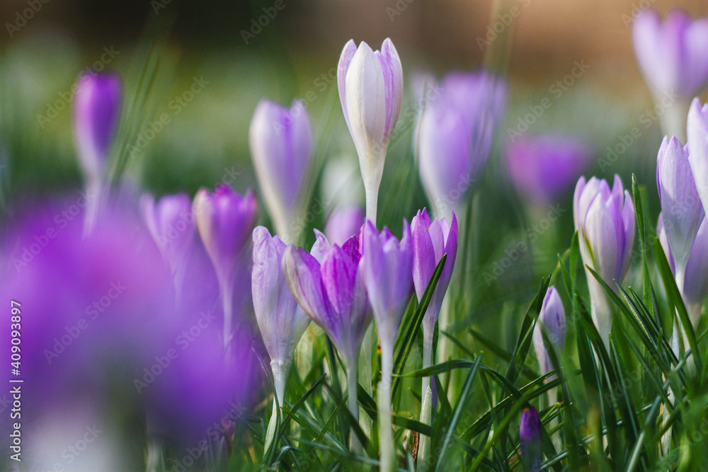 Obraz premium purple crocus flowers in spring