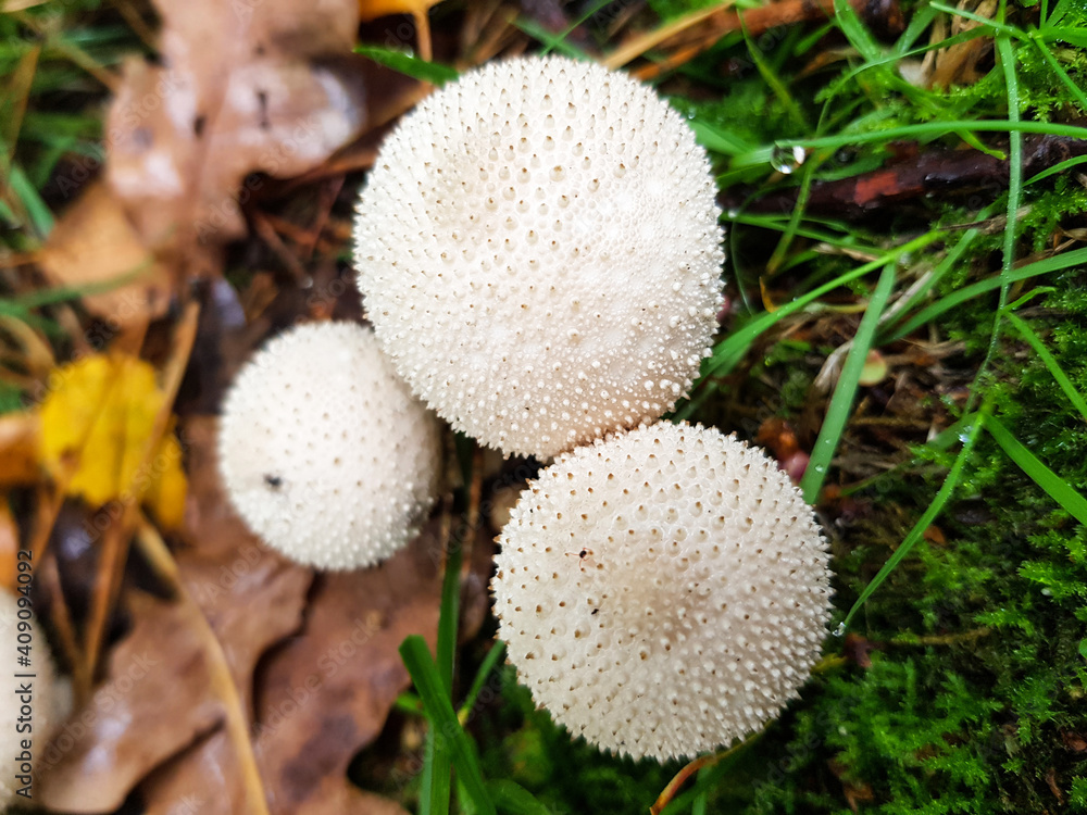 common puffball also devil's snuff-box (in german Flaschenstäubling) Lycoperdon perlatum common puffball also devil's snuff-box (in german Flaschenstäubling) Lycoperdon perlatum