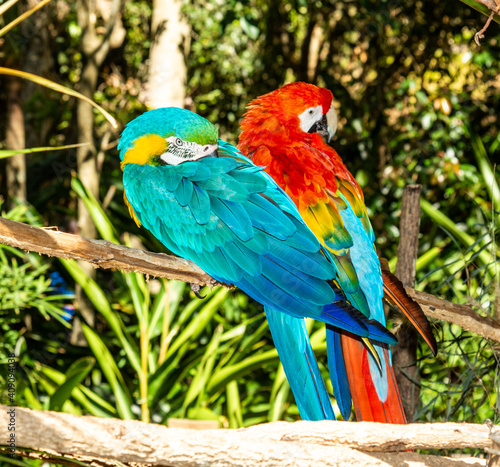 macaw © markrhiggins
