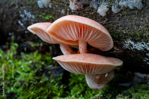 Three Rhodotus palmatus mushrooms growing on the trunk of a dead tree. Spain. photo