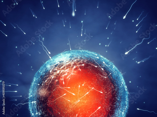 Fotografija Male reproductive cells ( Sperm or Spermatozoa ) fertilizing a female reproductive cell ( Egg or Ovum )