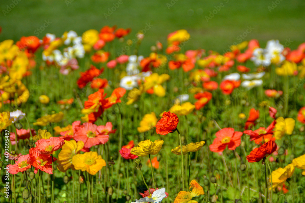 Campo floral en primavera