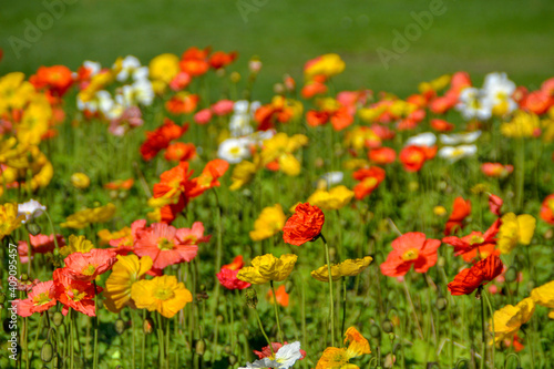 Campo floral en primavera © Belen Ochoa